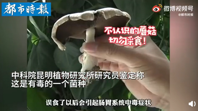 傳送帶輸送帶廠家：神奇！昆明一辦公室內(nèi)竟長出有毒蘑菇