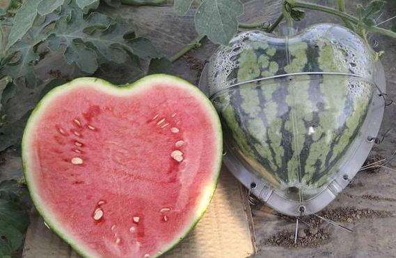 果蔬輸送帶 果蔬輸送帶